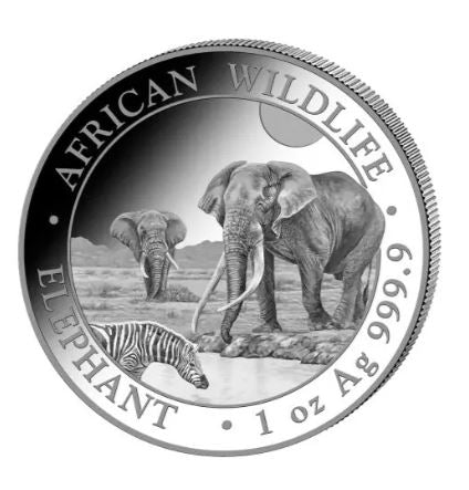 Somalia - Wildlife Elefant 2026