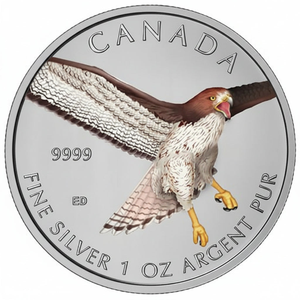 Kanada - Birds of Prey Rotschwanzbussard 2015 Color