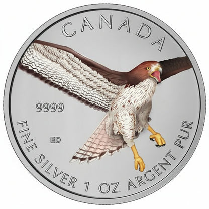 Kanada - Birds of Prey Rotschwanzbussard 2015 Color