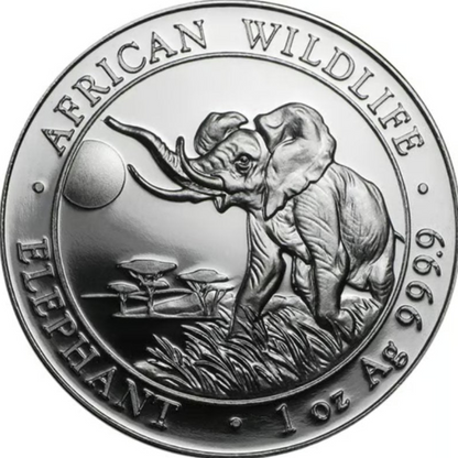 Somalia - Wildlife Elefant 2016