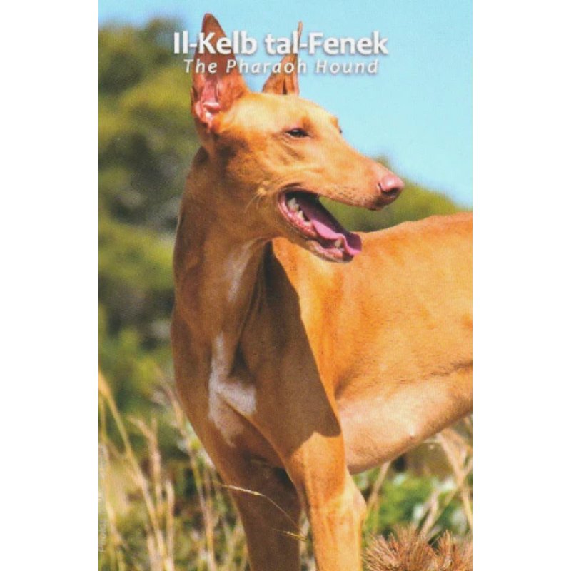 Malta 2€ 2026 - Pharaonenhund Coincard