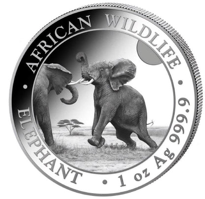 Somalia - Elefant 2024